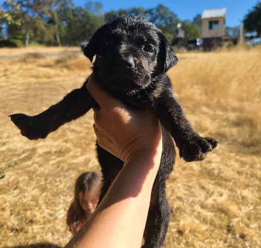 Photo of Edna's Puppies