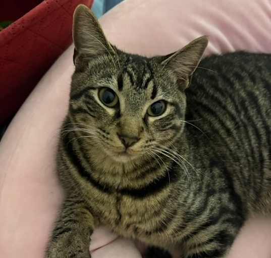 Photo of Chester