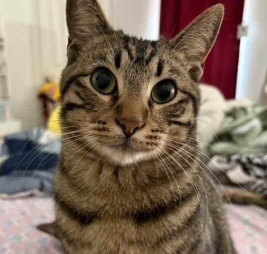 Photo of Macaroon