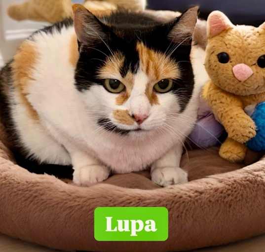 Photo of Lupa