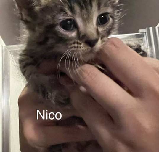 Photo of Nico