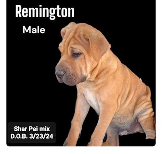 Photo of Remington