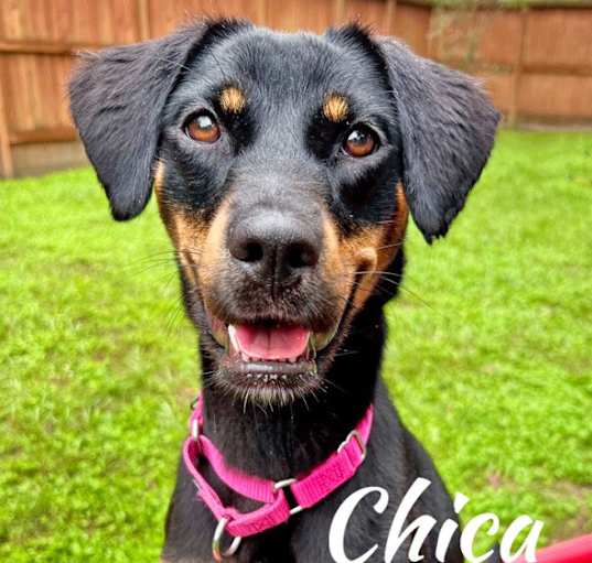 Photo of Chica