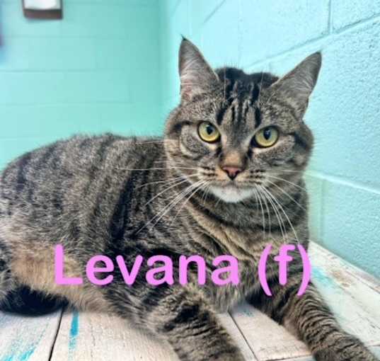 Photo of LEVANA