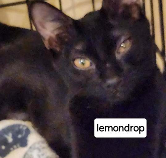 Photo of F-LemonDrop