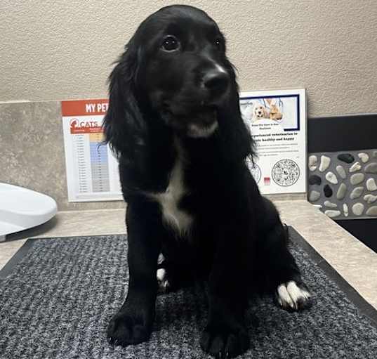 Photo of Penny
