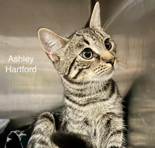 Photo of Ashley Hartford