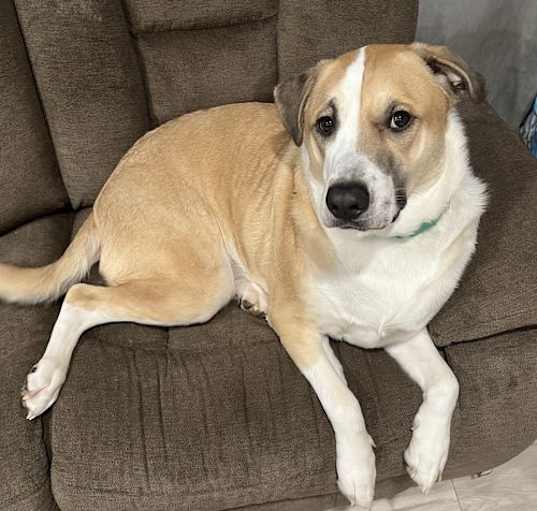Photo of Whiskey **COURTESY POSTING**
