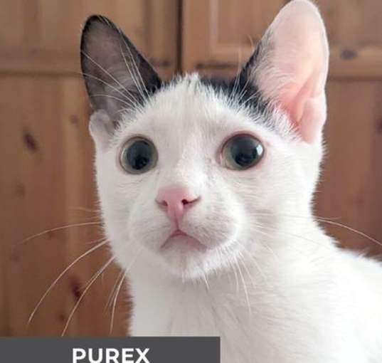 Photo of Purex