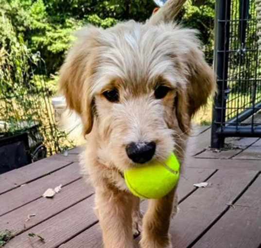 Photo of Winston - Golden/Poodle puppy!