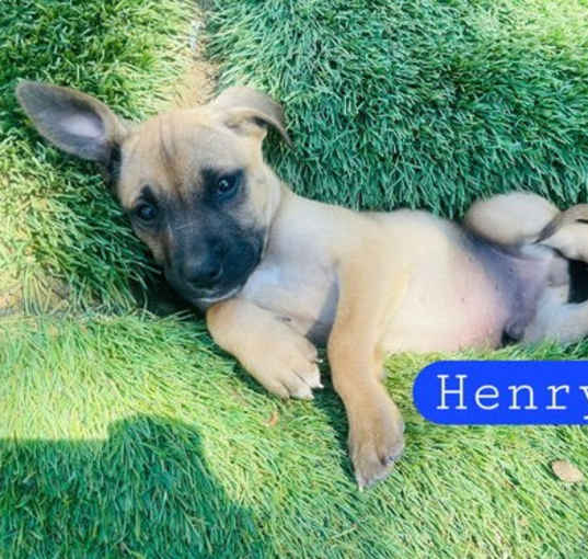 Photo of Henry