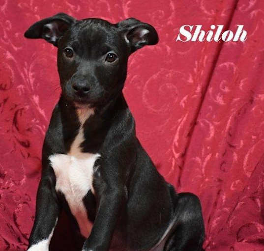 Photo of Shiloh