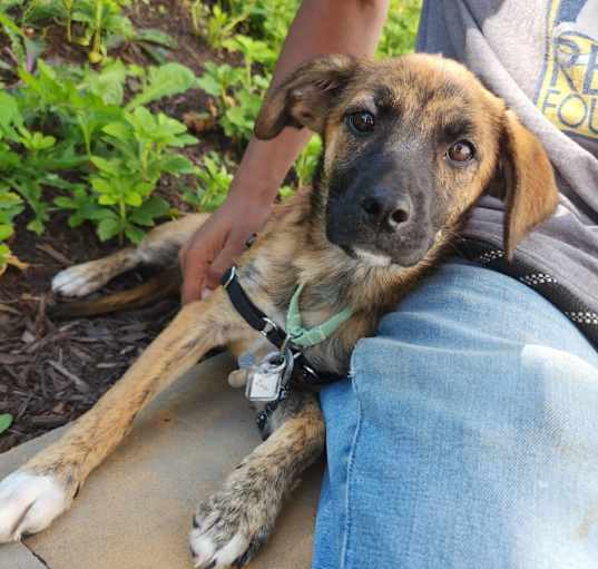 Photo of Lion King Pup: Zira