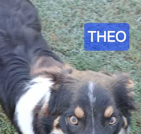 Photo of THEO