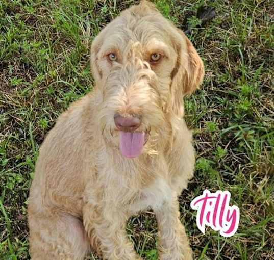 Photo of Tilly