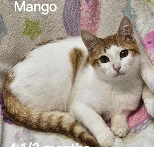 Photo of Mango