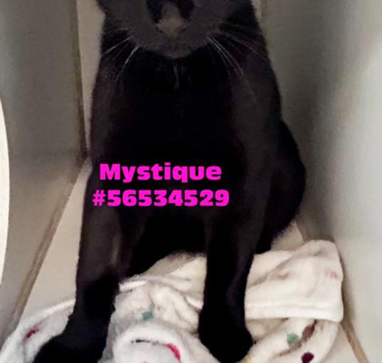 Photo of Mystique