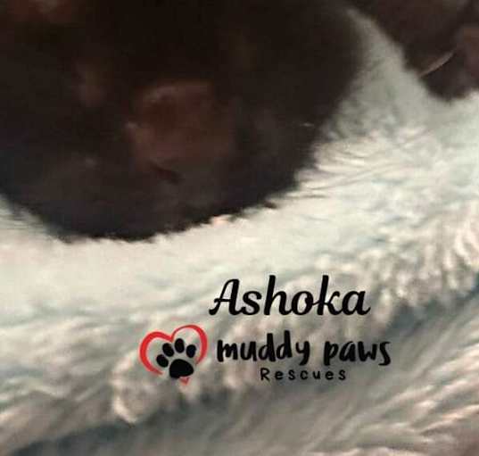 Photo of Padme's Star Wars Litter: Ashoka (Courtesy Post)