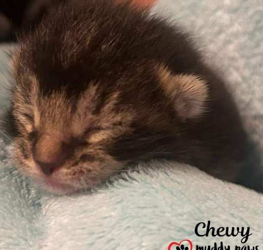 Photo of Padme's Star Wars Litter: Chewy (Courtesy Post)