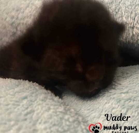 Photo of Padme's Star Wars Litter: Vader (Courtesy Post)