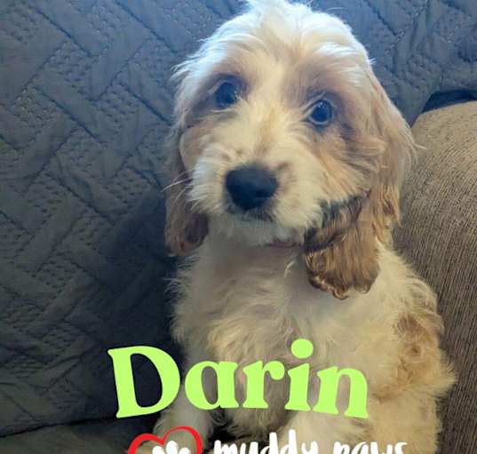 Photo of Darin - Dirty Dawg Litter