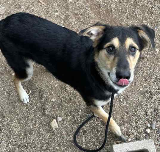 Photo of Flynn- sweet boy, loves treats!