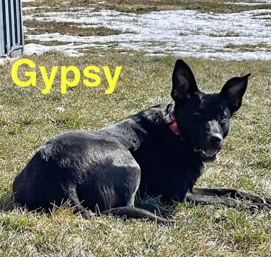 Photo of Gypsy