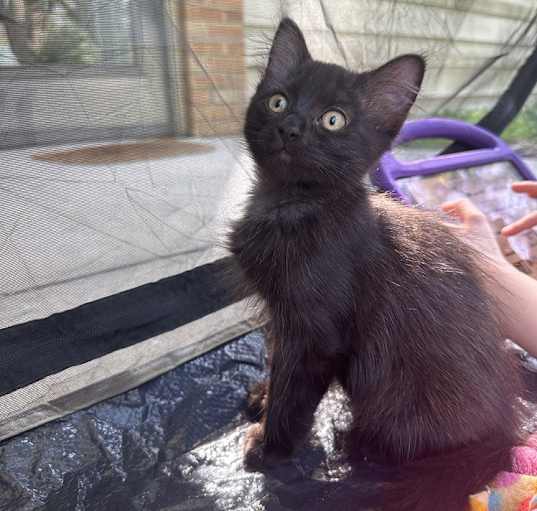 Photo of **Topeka Cat Cafe** Water Lily