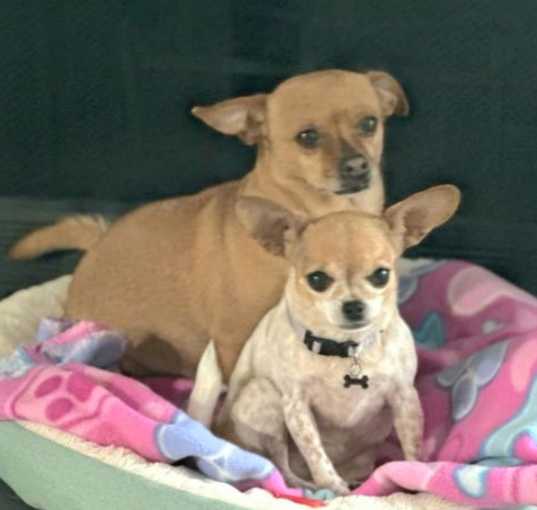 Photo of BONDED TEACUP CHIHUAHUAS