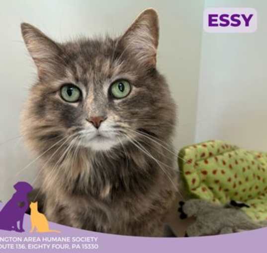 Photo of Essy