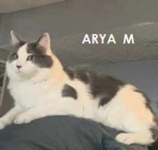 Photo of Arya