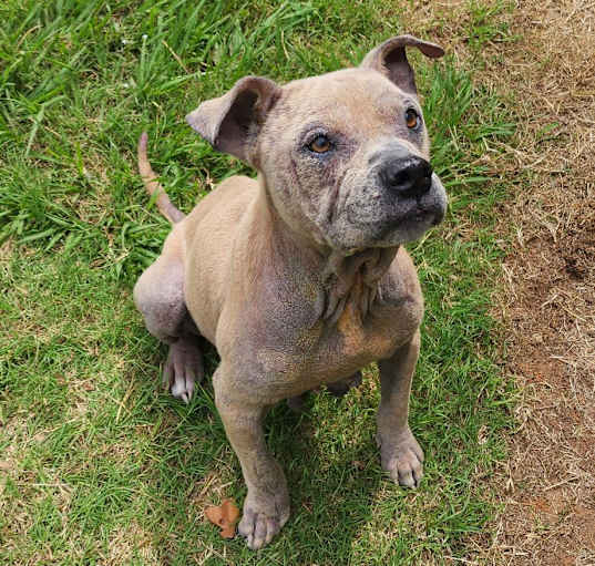 Photo of Princess the Pocket Pit