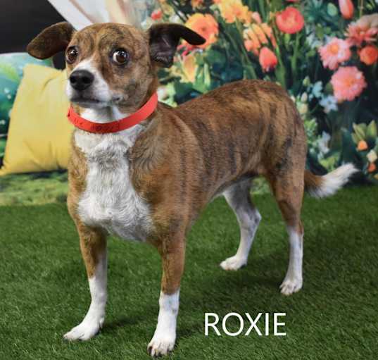 Photo of Roxie