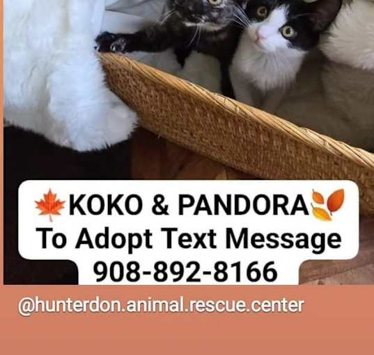 Photo of KOKO and PANDORA