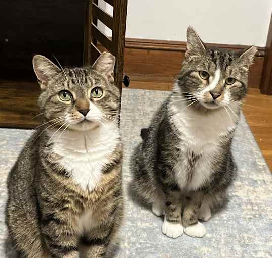 Photo of Stripey & Stripey Jo (FIV)