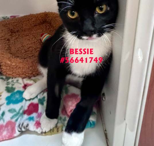 Photo of Bessie - Stray