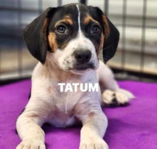 Photo of Tatum