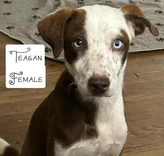 Photo of Teagan