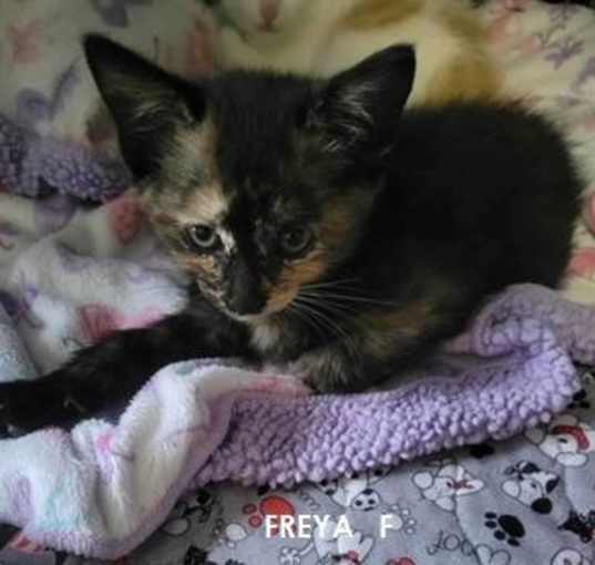 Photo of FREYA