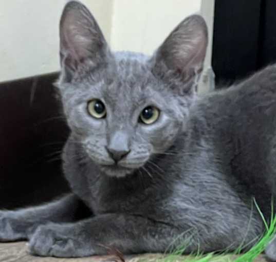 Photo of Grigio