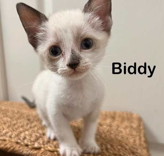 Photo of Biddy