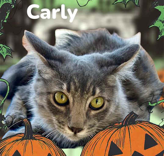 Photo of *CARLY