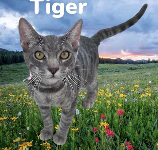 Photo of *TIGER