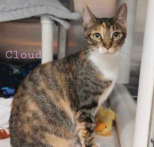 Photo of Cloud