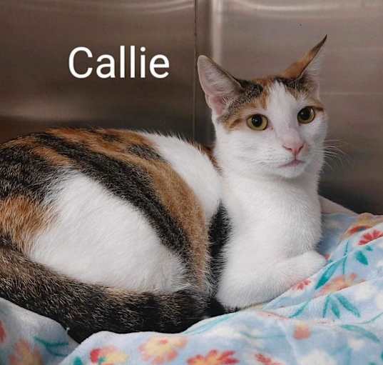 Photo of Callie