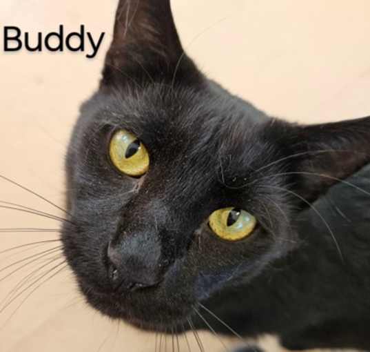 Photo of Buddy