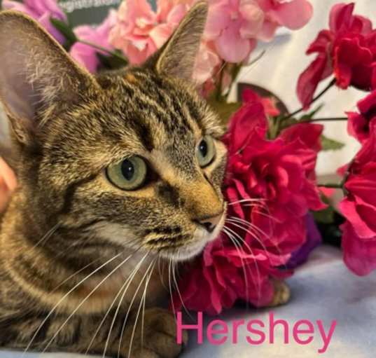 Photo of Hershey