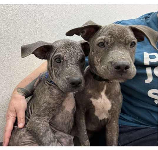 Photo of Adorable Duo: Blue