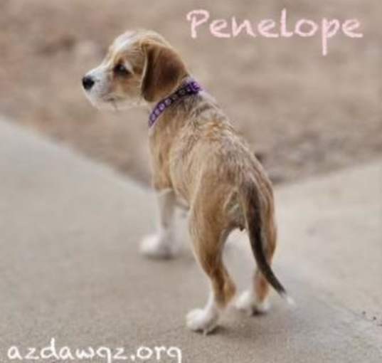 Photo of Penelope