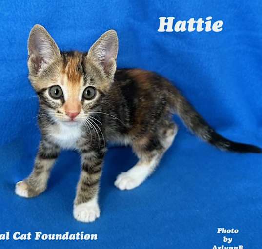 Photo of Hattie